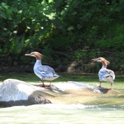 Mergansers on the riverbank. Very cool, especially in June.