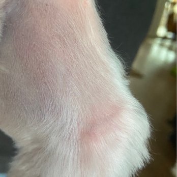 PetSmart - rear left leg nicked - Pet Training Near Me - Greensboro, North Carolina PetSmart - rear left leg nicked - Pet Training Near Me - Greensboro, North Carolina