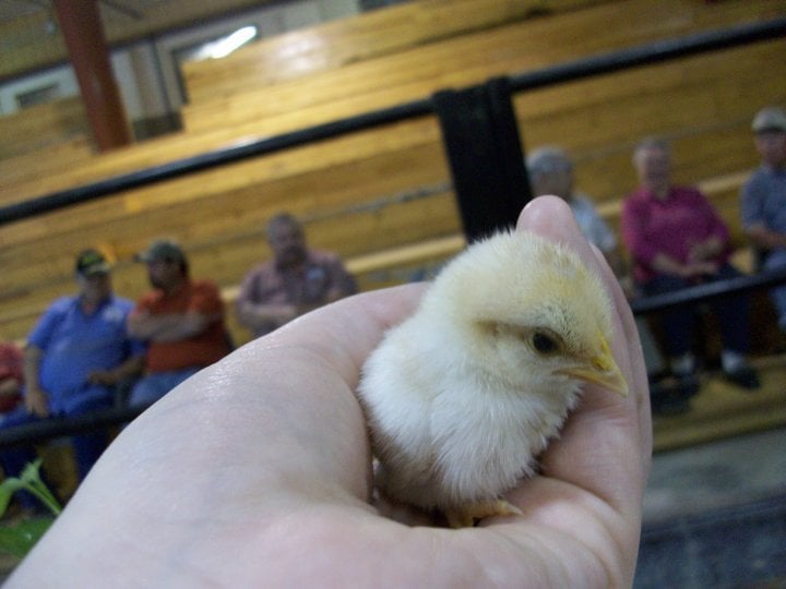 KALONA SALES BARN Updated September 2024 25 Photos 121 9th St