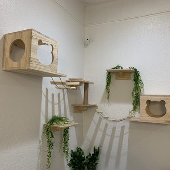 Coastal Cat Cafe - Pet Adoption Near Me - Pensacola, Florida Coastal Cat Cafe - Pet Adoption Near Me - Pensacola, Florida