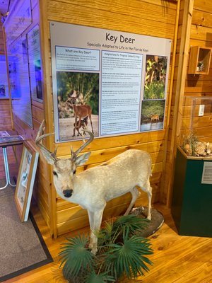 National Key Deer Refuge Nature Center by null
