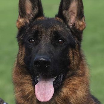 Fleischerheim German Shepherd Breeder - Kanto - Pet Breeders Near Me Fleischerheim German Shepherd Breeder - Kanto - Pet Breeders Near Me
