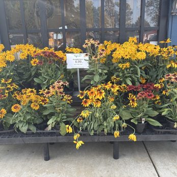 The Fig Tree - Cool - Nurseries & Gardening Near Me - Cloquet, Minnesota The Fig Tree - Cool - Nurseries & Gardening Near Me - Cloquet, Minnesota