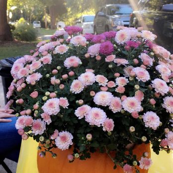 The Home Depot - I purchased this Mum that's two toned!!!! How stunning! I made a Mumpkin! - Nurseries & Gardening Near Me - Charlotte, North Carolina The Home Depot - I purchased this Mum that's two toned!!!! How stunning! I made a Mumpkin! - Nurseries & Gardening Near Me - Charlotte, North Carolina