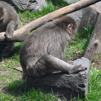 Minnesota Zoo - Baboons - Zoos Near Me - Apple Valley, Minnesota Minnesota Zoo - Baboons - Zoos Near Me - Apple Valley, Minnesota