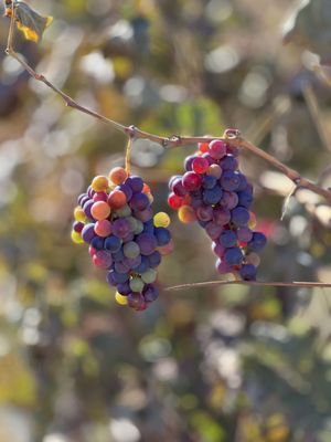 Weisinger Family Winery by null