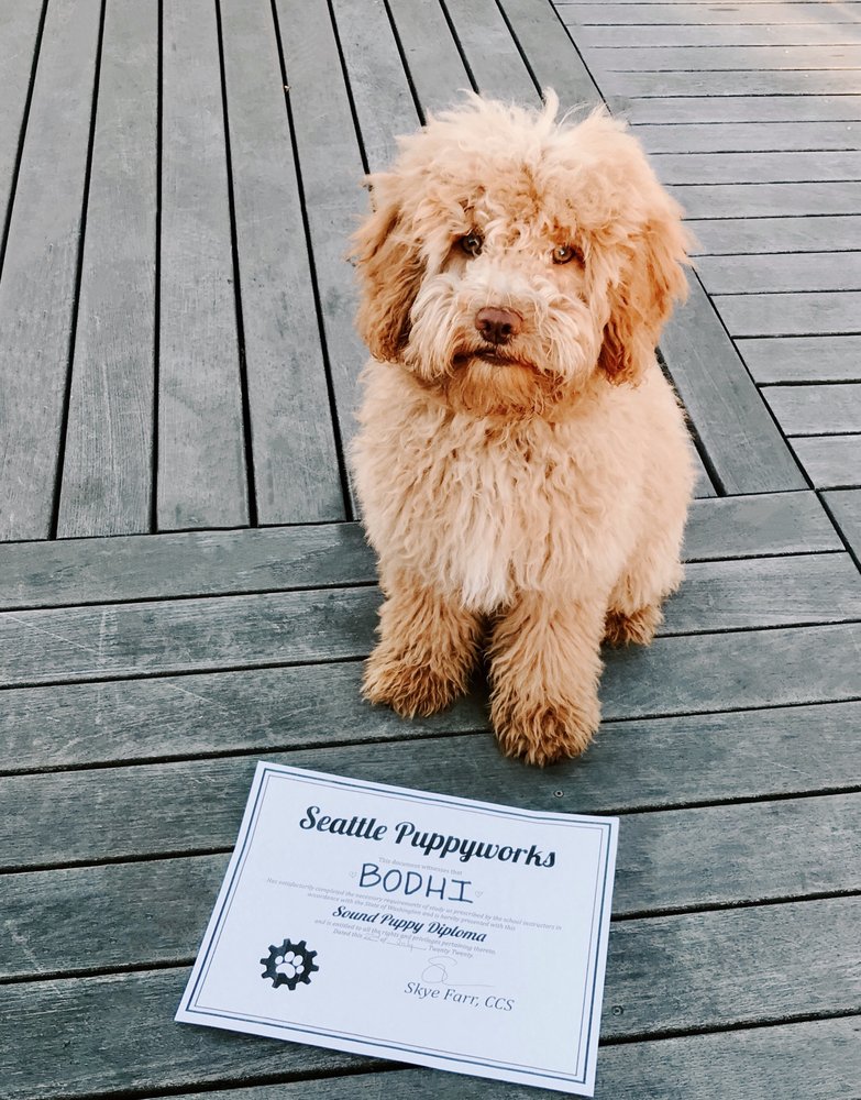 sylvan bark poodle rescue