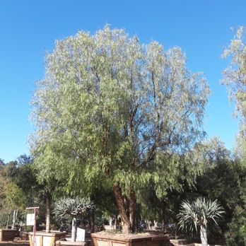 Apolonio Tree Nursery - Nurseries & Gardening Near Me - San Marcos, California Apolonio Tree Nursery - Nurseries & Gardening Near Me - San Marcos, California