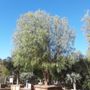 Photo of Apolonio Tree Nursery