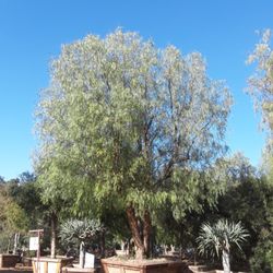 Apolonio Tree Nursery