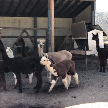 A Simpler Time Alpaca Farm And Mill - 6.28.21 - Knitting Supplies Near Me - El Cajon, California