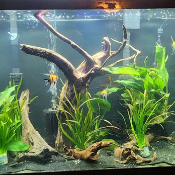 Fish Happens - Aquariums Near Me - Indianapolis, Indiana Fish Happens - Aquariums Near Me - Indianapolis, Indiana