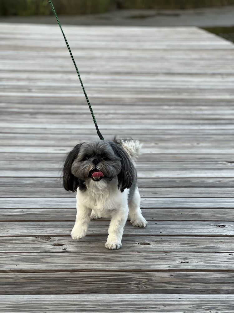 CIARA’S PET GROOMING Updated May 2024 35 Photos 896 Mill St