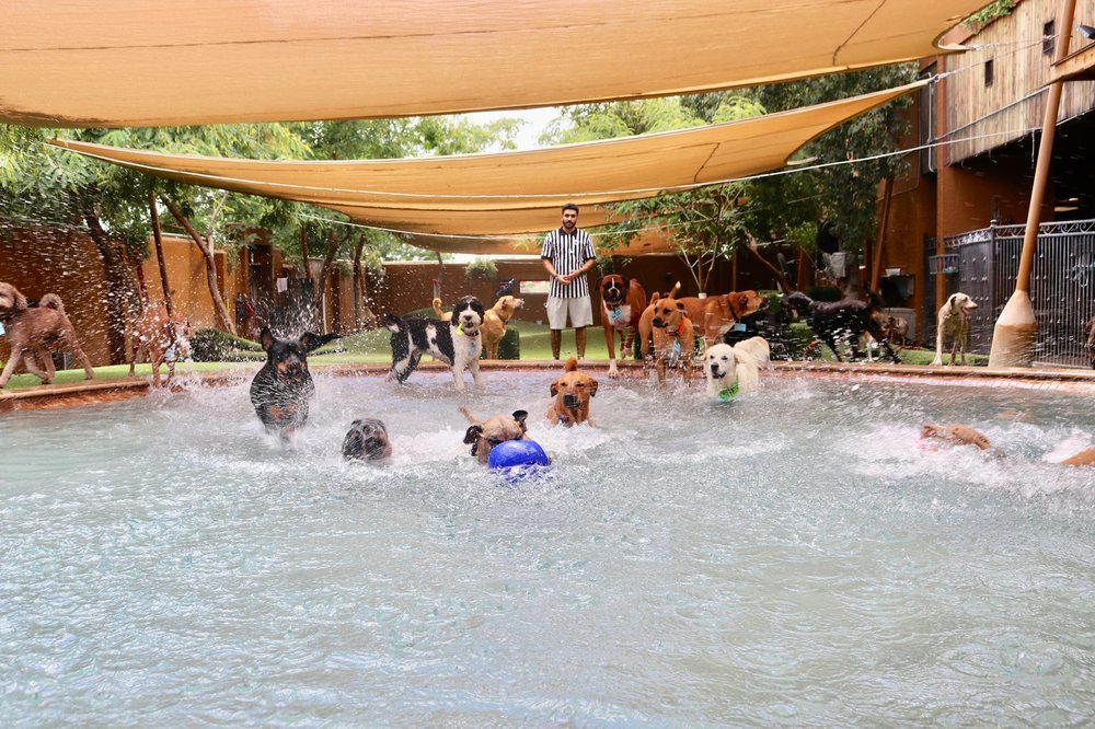 Always Unleashed Pet Resort - pet boarding facility in Scottsdale, AZ