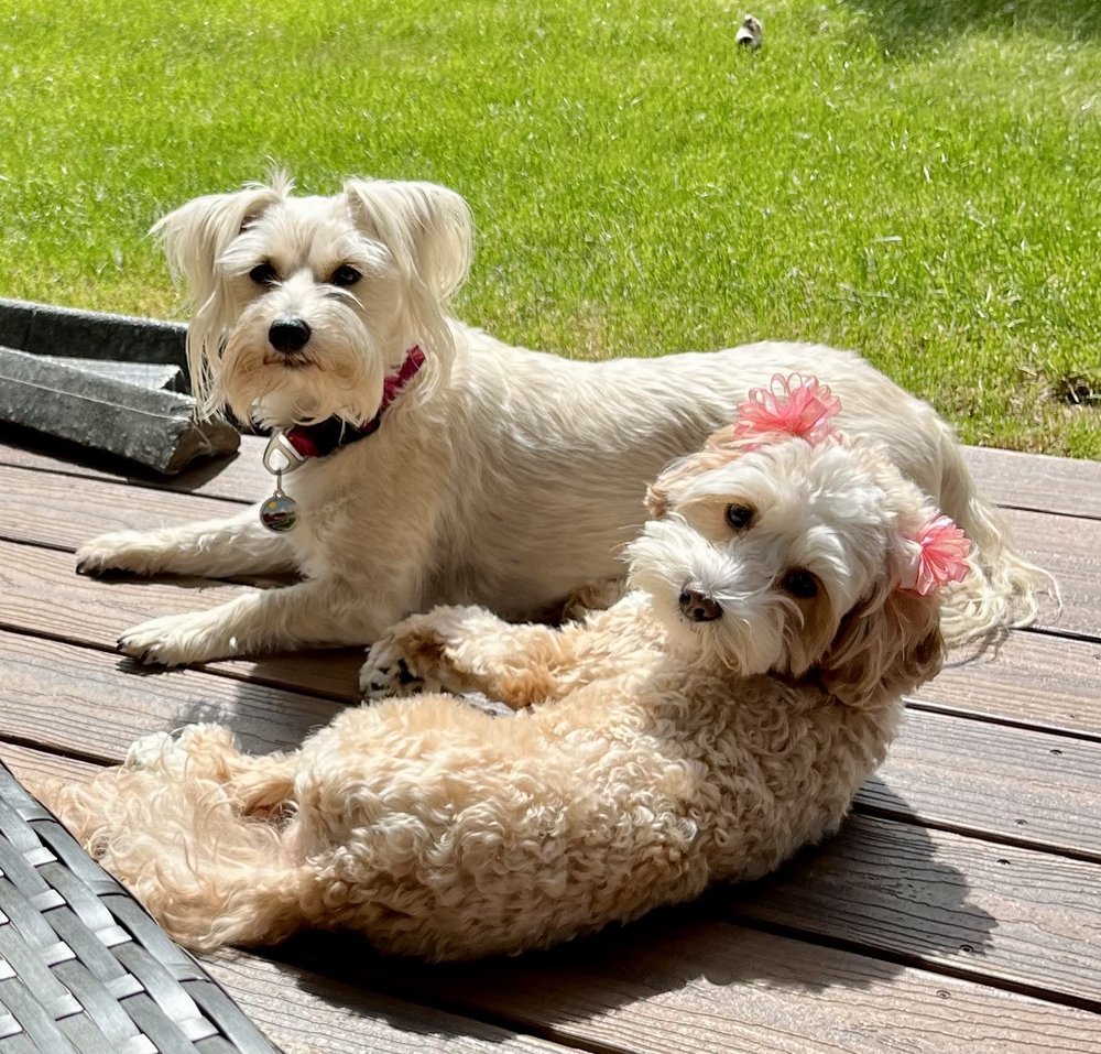 WAGS PET SITTING Updated September 2024 15 Photos 2802 Daisy Ln