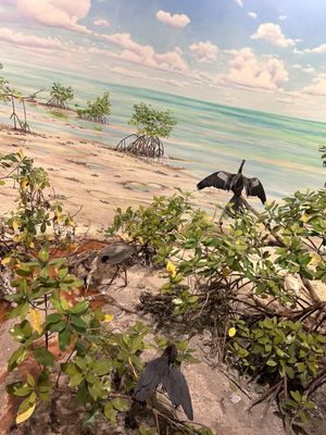 Florida Museum of Natural History by null