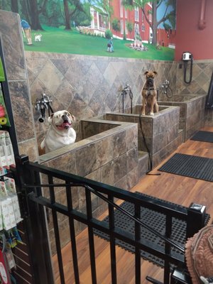 Pet Valu Home Facebook