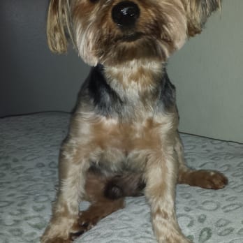 Messy Mutt - BUTTERS-AFTER! - Pet Groomers Near Me Messy Mutt - BUTTERS-AFTER! - Pet Groomers Near Me