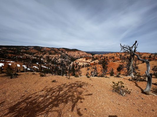 Bryce Wildlife Adventure by null
