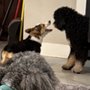 Jeans Ruff Ruff Retreat