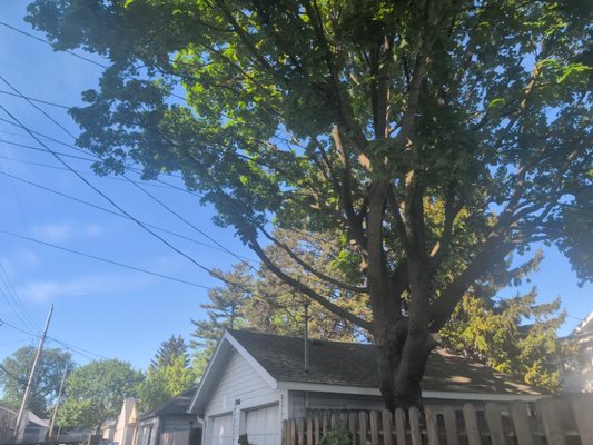 Treetop Climbers on Yelp