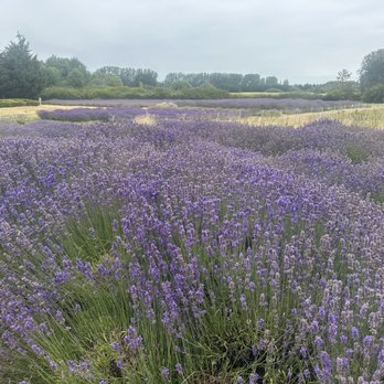 Purple Haze Lavender Farm - Flowers & Gifts Near Me - Sequim, Washington
