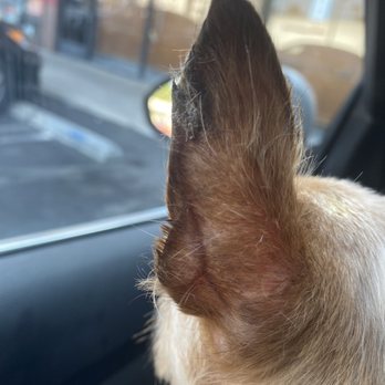 Benji’s Dog Grooming - Pet Groomers Near Me - Van Nuys, California