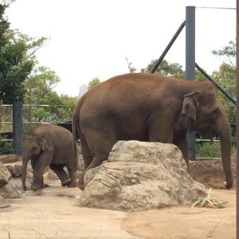 Taronga Zoo - Zoos Near Me - Mosman, NSW