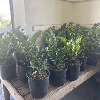 Brooklyn Plantology By Lapide - Nurseries & Gardening Near Me - Brooklyn, New York