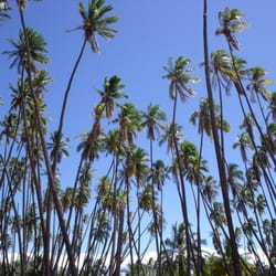 Kapuaiwa Coconut Grove