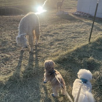 Olde LYFE Alpacas - Our dogs greeting "Elly" the alpaca in the morning - Attraction Farms Near Me - Carson City, Nevada
