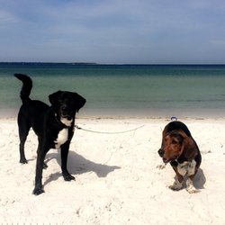 Monroe County Humane Association - Moose with his little brother Denver