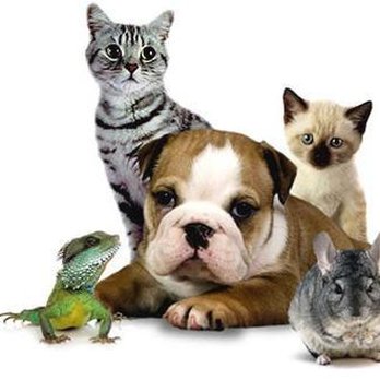 Ark Veterinary Surgery - Veterinarians Near Me - Sheffield, DBY