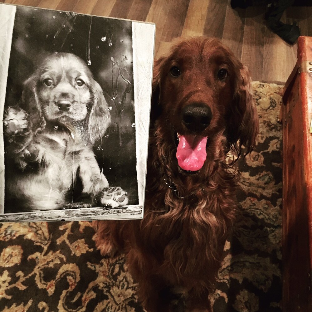 COUNTRY PAWS GROOMING AND BOARDING Updated October 2024 13 Reviews