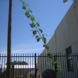 American Hop Museum - Hops growing out front
