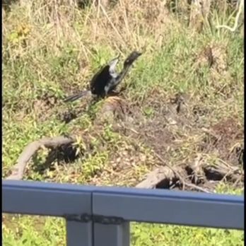 Cajun Critters Swamp Tour - Tours Near Me - Westwego, Louisiana