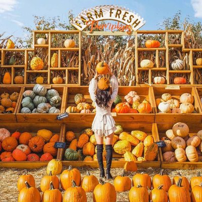 Jack's Pumpkin Pop-up by null