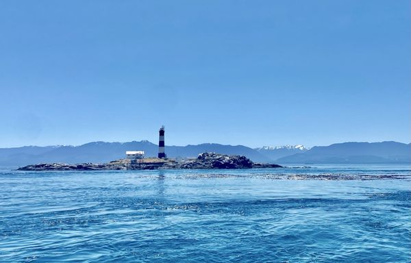 Eagle Wing Whale & Wildlife Tours by null