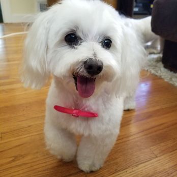 Pet Joy - Pet Groomers Near Me - Los Angeles, California