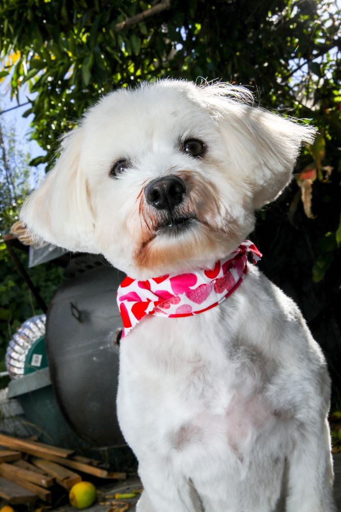 TDOGS GROOMING Updated July 2024 715 Photos & 73 Reviews 7105 University Ave, La Mesa