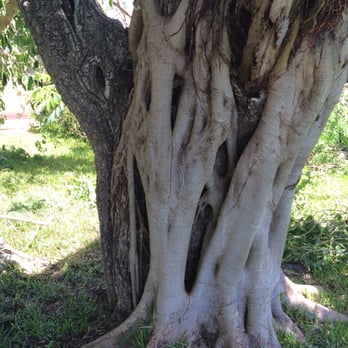 Clean Cut Tree Service & Stump Grinding - Tree Services Near Me