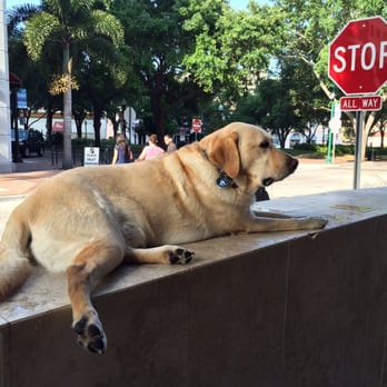 Starbucks - Henley Houndy Hound Loves Starbucks! - Coffee & Tea Near Me - Sarasota, Florida