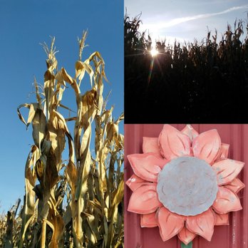 The Maize at The Pumpkin Patch - Cornstalks, sundown on Sauvie Island, and a wooden sunflower adorning the entrance to the free farm animal viewing barn - Pumpkin Patches Near Me - Portland, Oregon