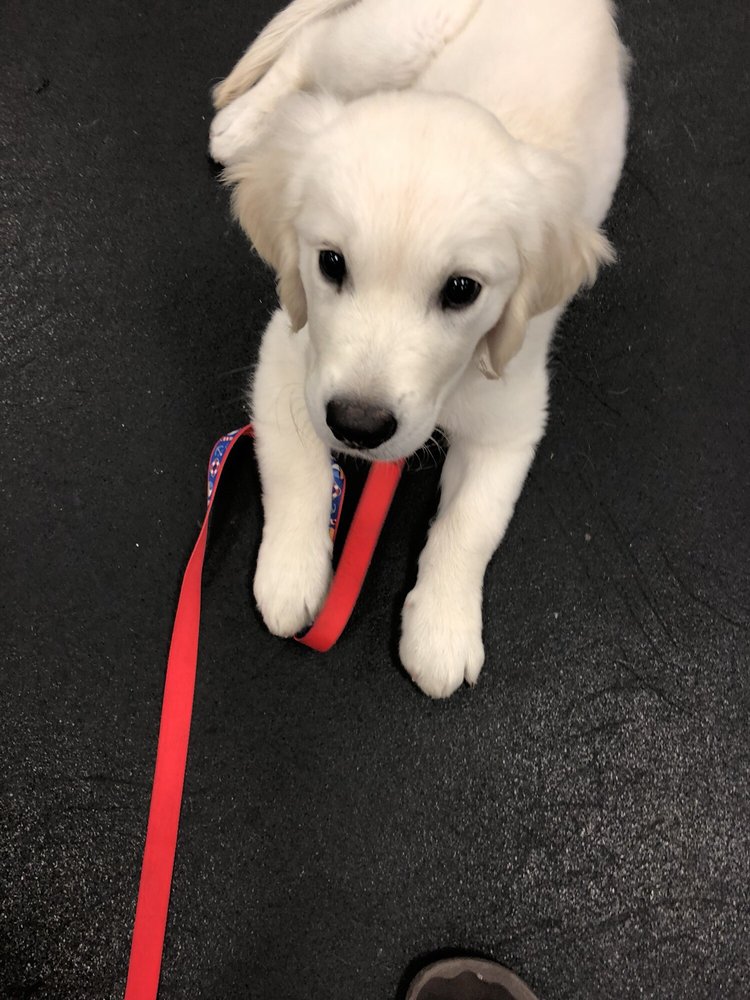 WAGS & WIGGLES DOG DAY CARE Tustin, CA 150 Photos & 327 Reviews