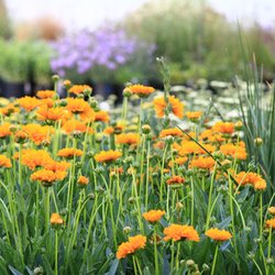 The Outdoor Garden