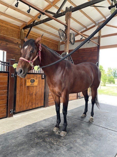Massey Stables - equestrian in Wabash, IN