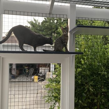 Catio Guy - Pet Services Near Me Catio Guy - Pet Services Near Me