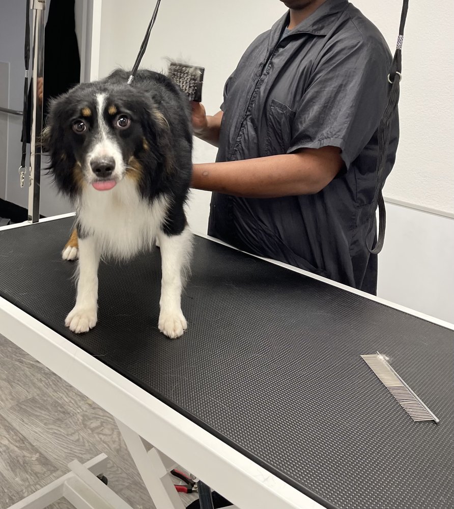 PAWS R US 44 Photos & 18 Reviews 7955 N Cedar Ave, Fresno