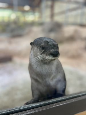 St. Louis Aquarium at Union Station by null