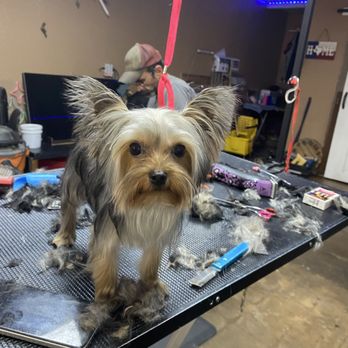 3d grooming - Pet Groomers Near Me - Slaton, Texas 3d grooming - Pet Groomers Near Me - Slaton, Texas